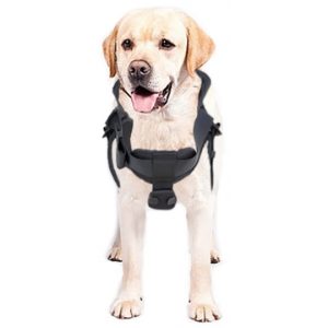 Kaya Safety DH-30 Köpek Kurtarma Kemeri 1